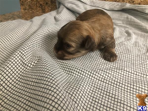 DixieMaeHavanese Picture 2
